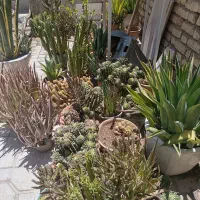 فروش کاکتوس