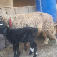 یک راس بز زاییده و میش زاییده فروشی