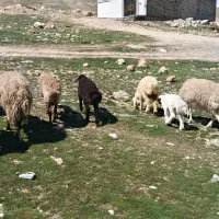 فروش ۴راس میش ۴تابره