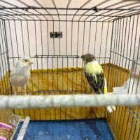 قناری نر و ماده