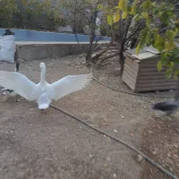 استخدام سرایدار نگهبان خانواده