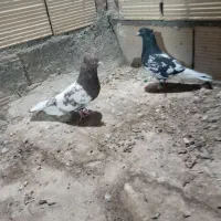 4عدد|پرنده|عطاملک, |دیوار