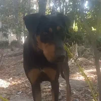 سگ دوبر من|سگ|چهاردانگه (تهران), |دیوار