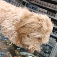 سگ خانگی|سگ|قم, هفت تیر|دیوار