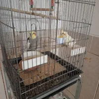 عروس هلندی با جوجه