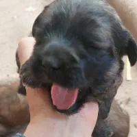 واگذاری شیتزو|سگ|ساری, |دیوار