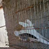 کبوتر کله دمسبز|پرنده|یزد, |دیوار