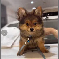 سگ پامر روباهی