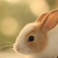 خرگوش معاوضه بامرغ