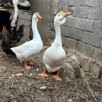 غاز قو لیندا|حیوانات مزرعه|پارس‌آباد, |دیوار