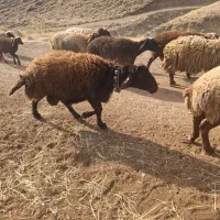 قوچ هترو زیگوت با فنوتیپ عالی لنگه سه قلو|حیوانات مزرعه|اسدآباد, |دیوار