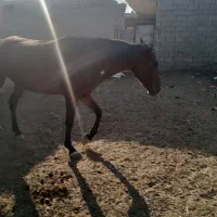 اسب مادیون برا فروش