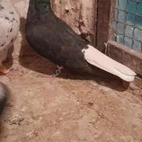 یدونه زاغ دم سفید نر مست پرشی ضربه وهم جفتگاه|پرنده|پاکدشت, پاکدشت (مامازند)|دیوار