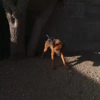 سگ ژرمن