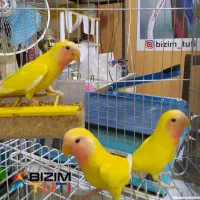 طوطی کتوله جفت