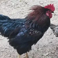 مرغ و خروس محلی