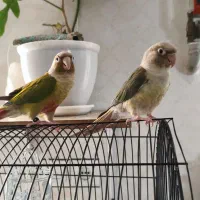 طوطی گرینچیک