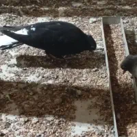 کبوتر دمسفید|پرنده|داراب, |دیوار