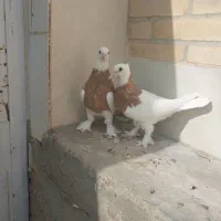 طوقی جیس کاکلی پرپا