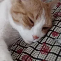 واگذاری موقت گربه|گربه|پرند, فاز ۶|دیوار