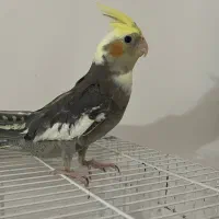 پرنده عروس هلندی نر ابلق دستی