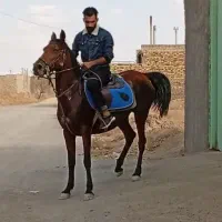 مادیون فروش نقد یا معاوضه