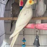 عروس هلندی مولد با جوجه و قفس