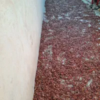 تخم هندوانه ژاپنی دونه درشت درجه یک|خوردنی و آشامیدنی|قلندر آباد, |دیوار