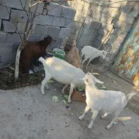 بز سانن و آلپاین در فریمان|حیوانات مزرعه|فریمان, |دیوار