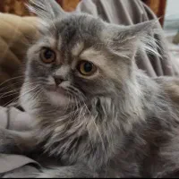 واگذاری گربه پرشین