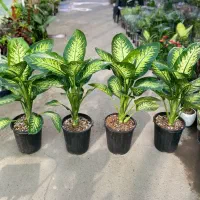 گل های مناسبت روز مادر رسید|گل و گیاه طبیعی|بیرجند, |دیوار