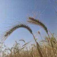 گندم وجو بذر آمریکایی آلمانی  اسپانیایی