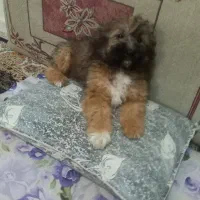 فروش سگ.یا واگذاری