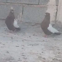 کبوتر