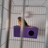 جوجه گرینچیک|پرنده|قدس, شهرقدس|دیوار