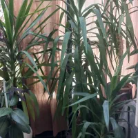 گل طبیعی|گل و گیاه طبیعی|صدرا-فارس, فاز ۲|دیوار