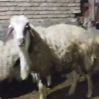 گوچ|حیوانات مزرعه|قره ضیاالدین, |دیوار