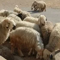 میش ترکی بختیاری
