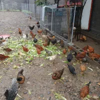 فروش نیمچه و مرغ محلی از ۶۰۰ تا ۸۰۰