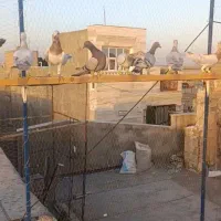 ۷تانر۳تاماده‌جوان|پرنده|قزوین, |دیوار