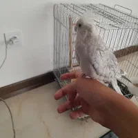 عروس هلندی|پرنده|شیراز, شهرک گلدشت حافظ‎|دیوار