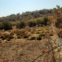 باغ انگور|فروش دفتر صنعتی، کشاورزی، تجاری|خاو و میرآباد, |دیوار