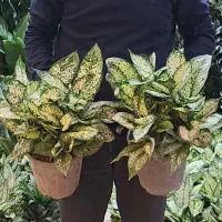 اگلونما برفی عمده