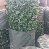 پخش کاغذدیواری پالازموکت چمن مصنوعی پارکت|موکت|ملارد, |دیوار