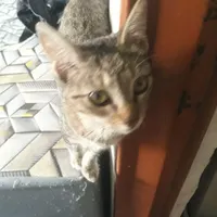 بچه گربه ۳ماه