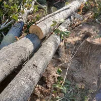 خرید انواع چوب|خدمات باغبانی و درختکاری|بهمن صغاد, |دیوار