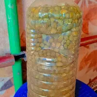 ترشی کبر|خوردنی و آشامیدنی|قصابه, |دیوار