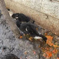 اوردک|حیوانات مزرعه|تهران, مسعودیه|دیوار