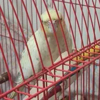 گمشده عروس هلندی