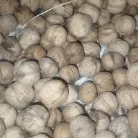 گردو|حیوانات مزرعه|جوانرود, |دیوار